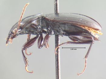 Media type: image;   Entomology 33051 Aspect: habitus lateral view